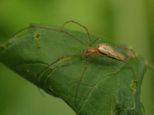 Tetragnatha sp.