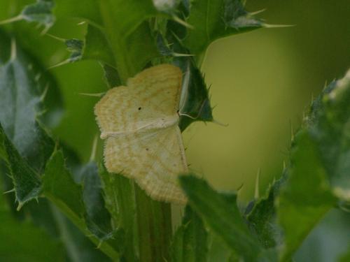 Réf. 46 001 : Scopula immutata