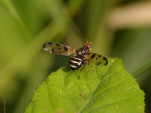 Réf. 46 010 : Otites porcus