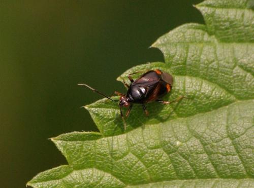 Réf. 46 818 : Deraeocoris ruber