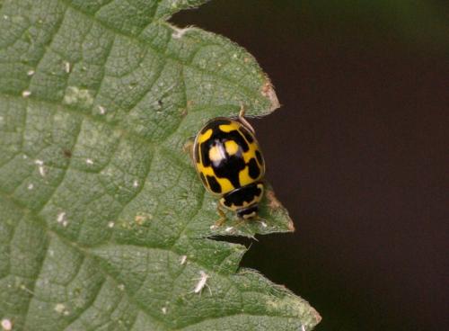 Réf. 46 855 : Propylea quatuordecimpunctata
