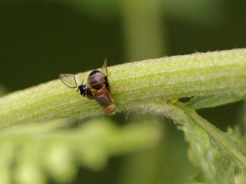 Réf. 46 813 : Anomoia purmunda