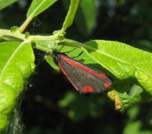 Réf. 46 234 : Tyria jacobaeae