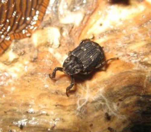 Valgus hemipterus