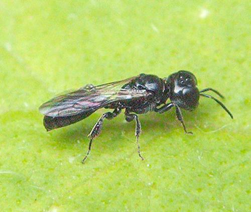 Crossocerus sp.