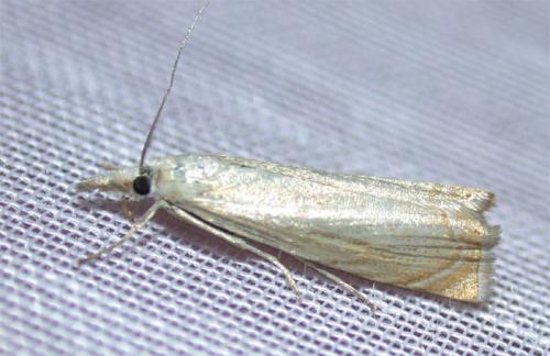 Réf. 46 165 : Chrysoteuchia culmella