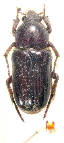 Coenochilus turbatus