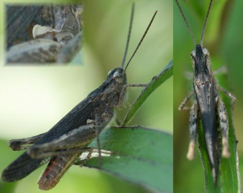 Chorthippus sp.