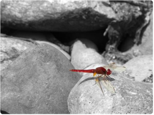 Réf. 46 467 : Crocothemis erythraea