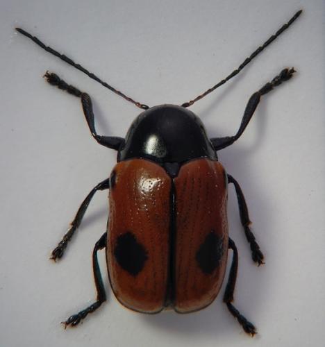 Réf. 46 433 : Cryptocephalus bipunctatus