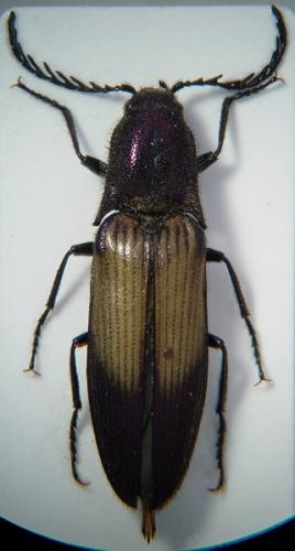 Ctenicera cuprea
