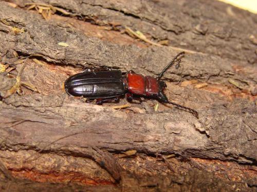 Passandra sexstriata