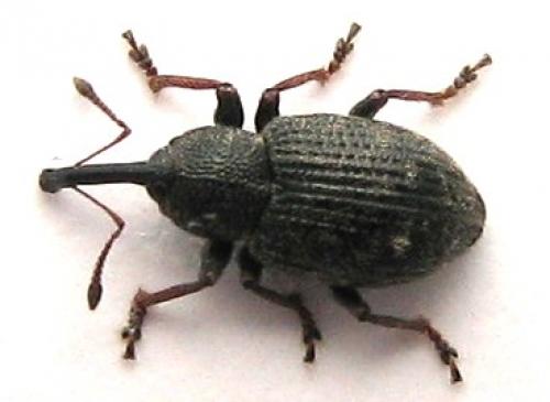 Réf. 46 903 : Notaris acridulus