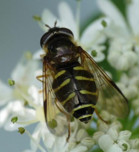 Dasysyrphus venustus