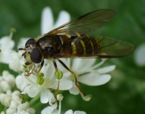 Dasysyrphus venustus