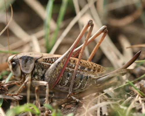 Réf. 46 981 : Decticus verrucivorus verrucivorus
