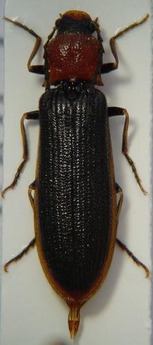 Réf. 46 883 : Denticollis linearis