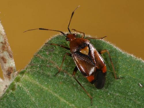 Réf. 46 508 : Deraeocoris ruber
