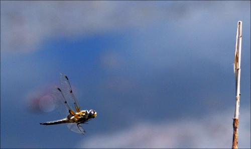 Libellula quadrimaculata