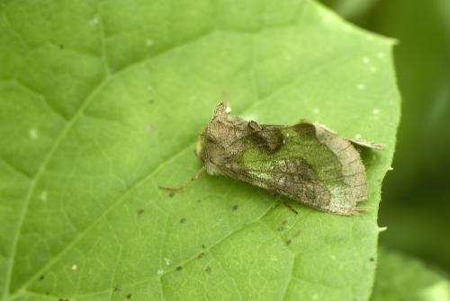 Diachrysia sp.