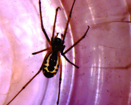 Neriene radiata