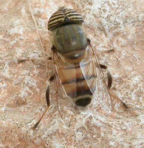 Eristalinus taeniops