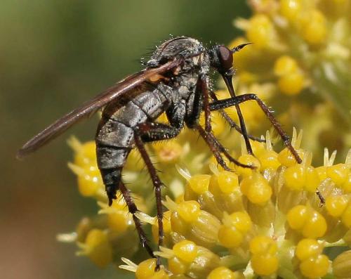 Empis tessellata