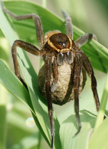 Dolomedes sp.