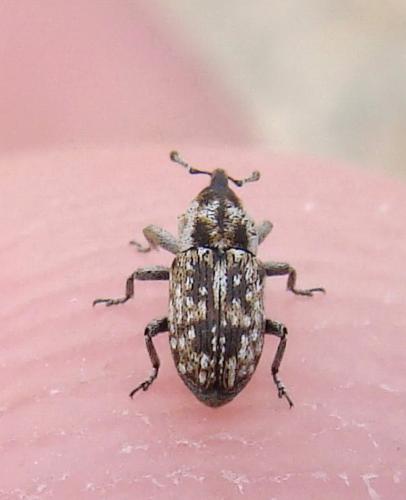 Réf. 46 097 : Cosmobaris scolopacea