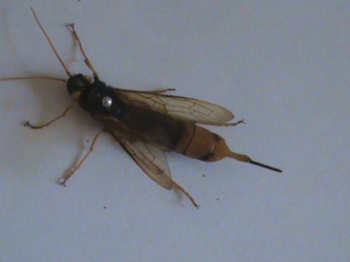 Urocerus gigas