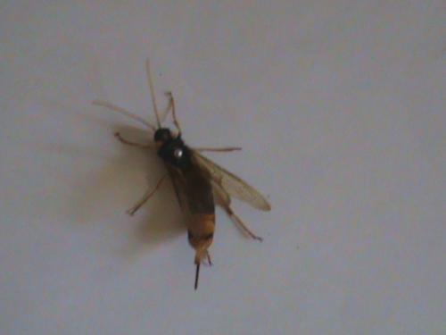 Urocerus gigas