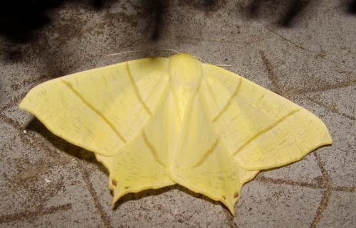 Réf. 46 183 : Ourapteryx sambucaria