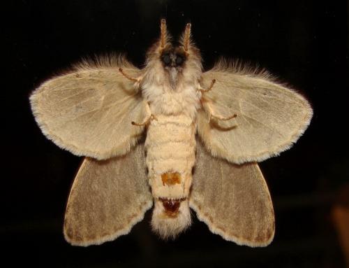 Stauropus fagi