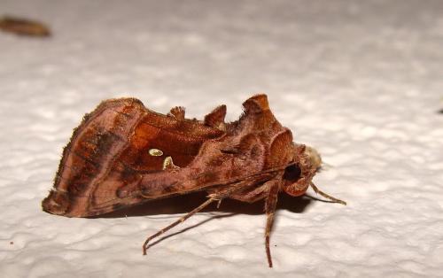 Autographa jota