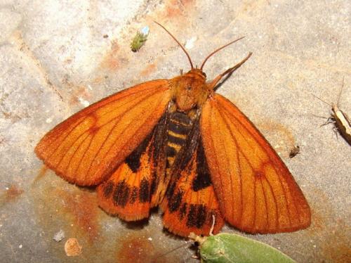Réf. 46 175 : Diacrisia sannio