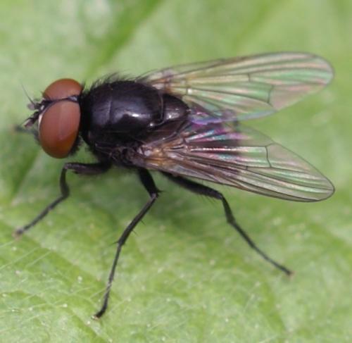 Réf. 46 441 : Hydrotaea meteorica