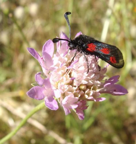 Réf. 46 669 : Zygaena sarpedon
