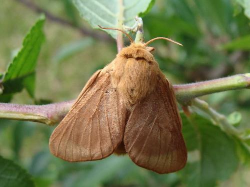 Malacosoma franconica