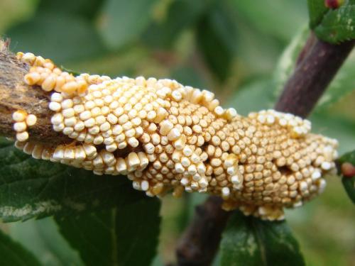Malacosoma franconica
