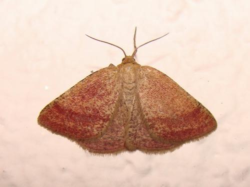 Réf. 46 668 : Aplasta ononaria