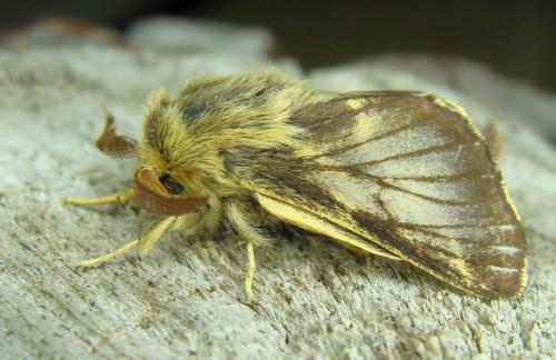 Malacosoma franconica