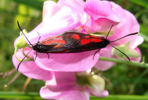 Réf. 46 718 : Zygaena sp.
