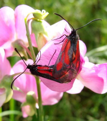 Zygaena sp.