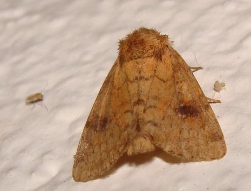 Réf. 46 829 : Atypha pulmonaris