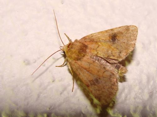 Réf. 46 828 : Atypha pulmonaris