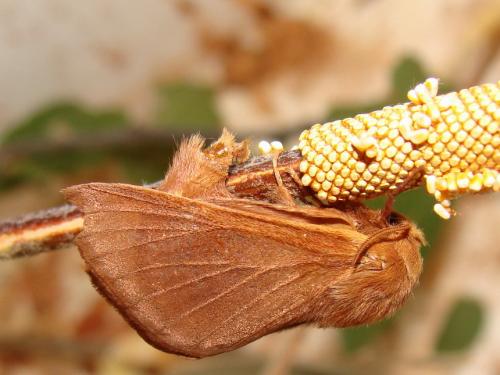 Malacosoma franconica