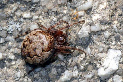 Réf. 46 196 : Nuctenea umbratica