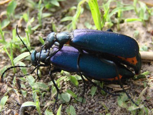 Cyaneolytta baulnyi