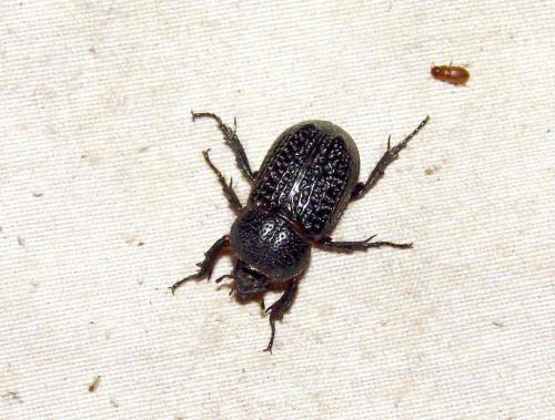 Pseudosyrichthus senegalensis