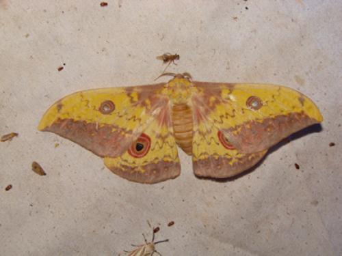 Réf. 46 749 : Aurivillius xerophilus